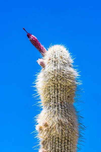 Srebrna Pochodnia Pochodnia Wełniana Kaktus Cleistocactus Strausii Czerwony Kwiat Pustynia — Zdjęcie stockowe