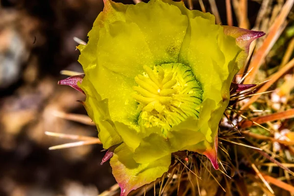 Yellow Blossom Club Cholla Cactus Blooming Macro Grusonia Clavata Sonora — стоковое фото
