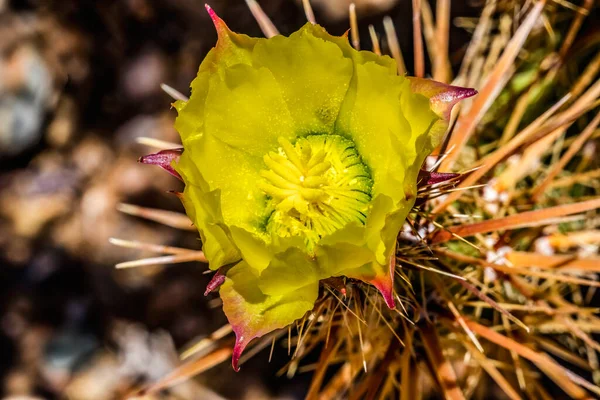 Yellow Blossom Club Cholla Cactus Blooming Macro Grusonia Clavata Sonora — Foto de Stock