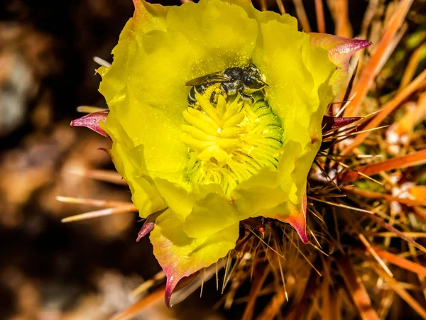 Bumble Bee Yellow Blossom Club Cholla Kaktus Kwitnący Makro Grusonia — Zdjęcie stockowe