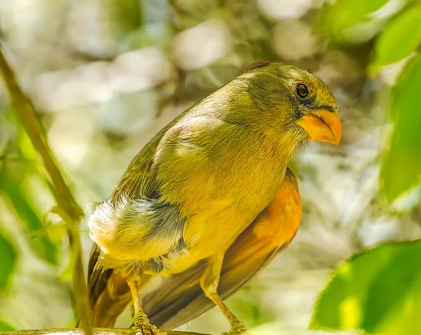 Wüste Kardinal Weiblichen Vogel Cardinalis Sinatus Sonora Desert Museum Tucson — Stockfoto