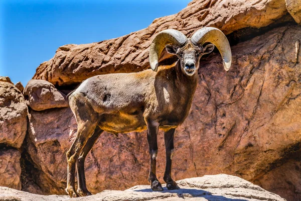 Desert Bighorn Sheep Male Ovis Canadensis Nelsoni Rocks Sonora Desert — Photo