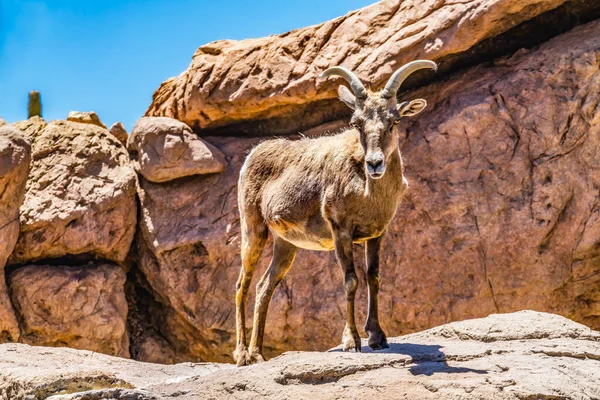 Young Male Desert Bighorn Sheep Male Ovis Canadensis Nelsoni Rocks — Stock Photo, Image