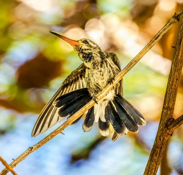 Black Chinned Hummingbird Female Bird Archilochus Alexandri Calypte Anna Sonora — ストック写真