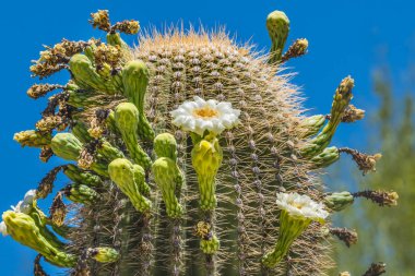 Large White Flowers Sajuaro Cactus Blooming Saguaro Desert Museum Tucson Arizona. Carnegiea gigantea. Largest cactus in World