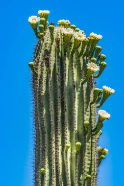 Large White Flowers Sajuaro Cactus Blooming Saguaro Desert Museum Tucson Arizona. Carnegiea gigantea. Largest cactus in World