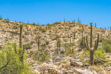 Limon Dağı manzaralı Saguaro Kaktüsü Çiçek açan Çöl Tucson Arizona ABD Güneybatı. 