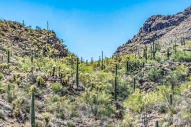 Saguaro Kaktüs Dağları Saguaro Ulusal Parkı Sonoran Çölü Tucson Arizona ABD Güneybatı. 