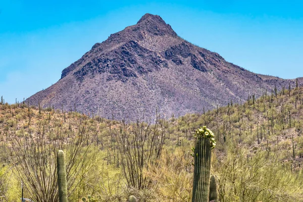 Saguaro Cactus Plants Blooming Mountain Museum Tucson Arizona Usa Southwest — стокове фото