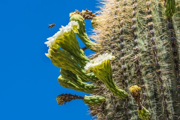 Honey Bee Flying Large White Flowers Sajuaro Cactus Blooming Saguaro —  Fotos de Stock