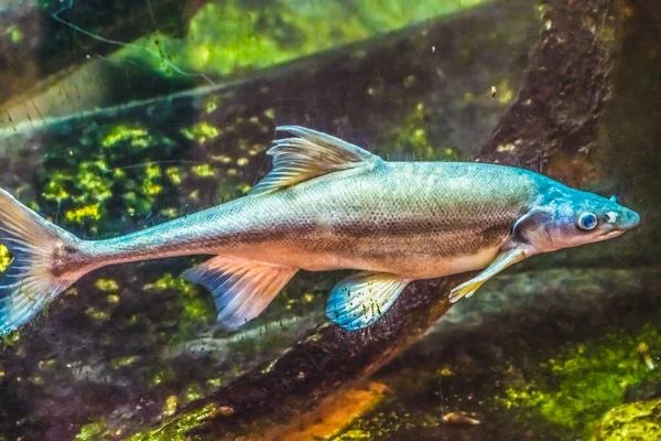 Colorful Bonytail Chub Gila Elegans Freshwater Fish Desert Museum Tucson — стокове фото