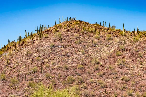 Colorful Red Mountain Saguaro Cactus Plants Blooming Sonora Museum Desert — Zdjęcie stockowe