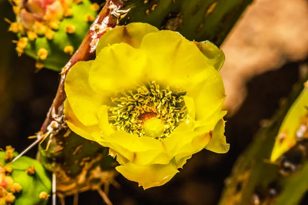 Yellow Blossom Plains Prickly Pear Cactus Blooming Macro Opuntia Polyacantha — стоковое фото