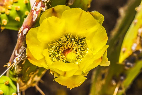 Żółty Kwiat Równiny Kwitnące Kaktusy Gruszka Makro Opuntia Polyacantha Sonora — Zdjęcie stockowe