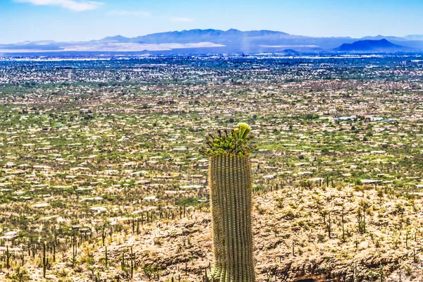 Monte Lemon View Saguaro Cactus Plantas Casas Florescentes Subúrbios Deserto — Fotografia de Stock