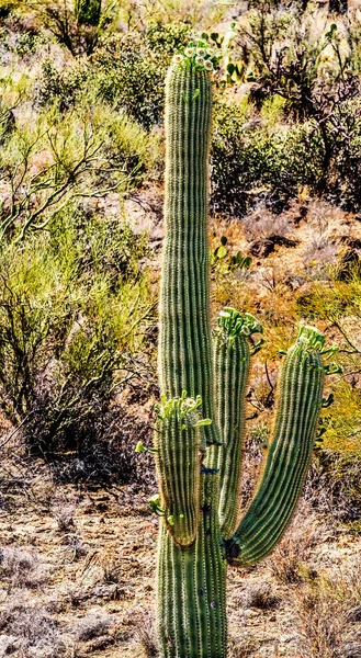 White Flowers Blooming Saguaro Cactus Plants Saguaro National Park Sonoran — Stock Photo, Image