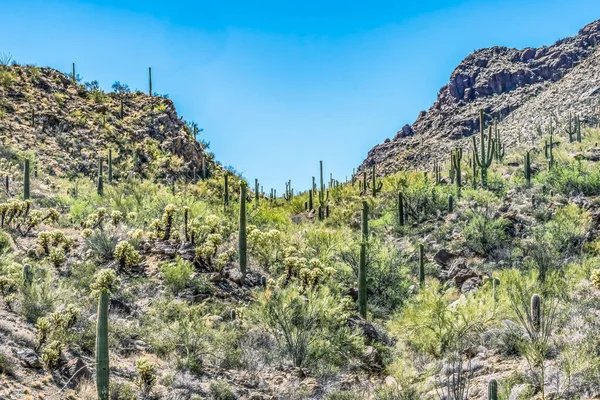 Saguaro Cactus Plants Mountains Saguaro National Park Sonoran Desert Tucson — стокове фото