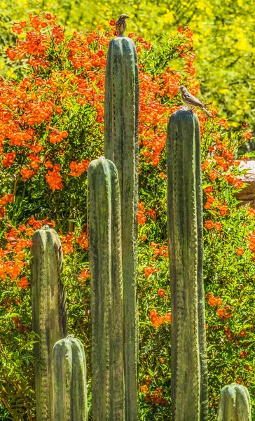 Green Cactus Fountain Birds Desert Botanical Garden Tucson Arizona Orange Trumpet Creeper Flowers Garden created in the 1960s