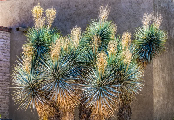 Ботанический Сад Пустыни Юкка Куст Белые Цветы Тусон Аризона Гарден — стоковое фото