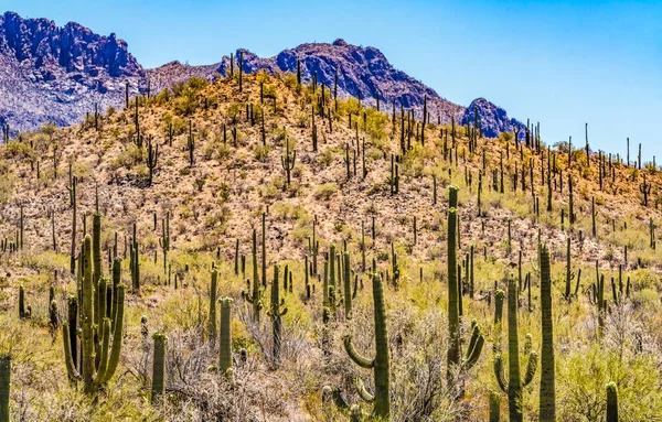 Saguaro Cactus Plants Blooming Mountain Sonora Museum Desert Tucson Arizona — стоковое фото