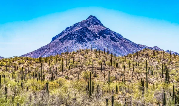 Saguaro Cactus Plants Blooming Mountain Sonora Museum Desert Tucson Arizona — Fotografia de Stock