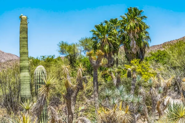 Saguaro Kaktüsü Palm Trees Yucca Saguaro Ulusal Parkı Sonoran Çölü Tucson Arizona ABD Güneybatı. 