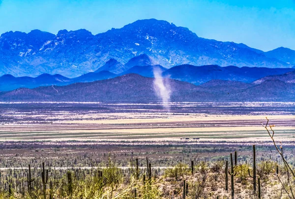 Toz Bulutu Kaktüsleri Çiçek Açan Dağ Sonora Müzesi Çöl Tucson — Stok fotoğraf