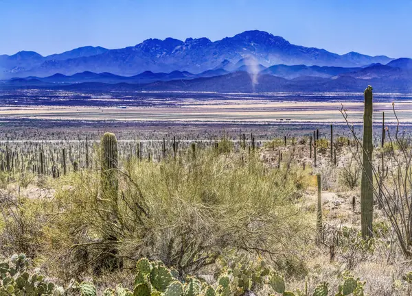 Dust Cloud Cactus Plants Blooming Mountain Sonora Museum Desert Tucson — Fotografia de Stock