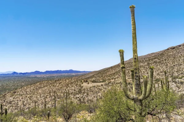 Limon Dağı manzaralı Saguaro Kaktüsü Çiçek açan evler Çöl Tucson Arizona ABD Güneybatı. 