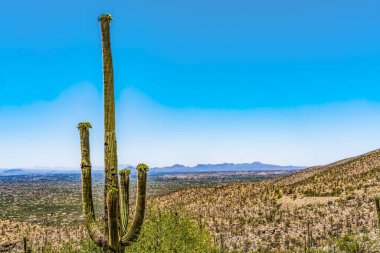 Limon Dağı manzaralı Saguaro Kaktüsü Çiçek açan evler Çöl Tucson Arizona ABD Güneybatı. 