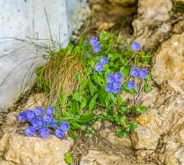 Blue Bellflowers Campanula Scheuchzeri Rocky Cliffs Mount Pilatus Lucerne Switzerne — стокове фото