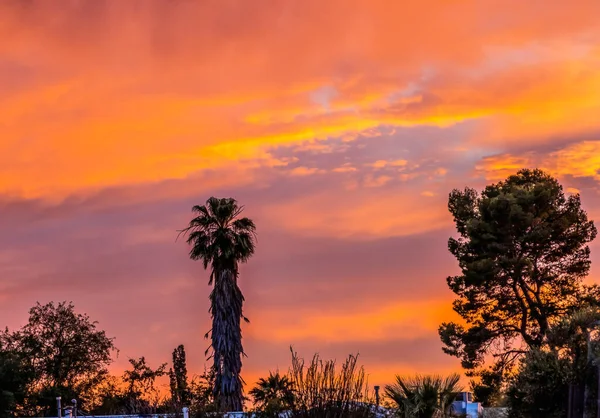 Colorful Sunset Palm Tree Sonora Desert Wall Tucson Arizona Usa — Stock Photo, Image