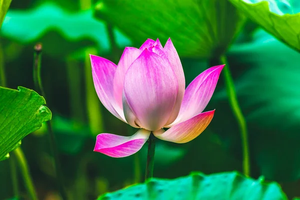 Pink Lotus Blooming Close Lotus Pond Temple Sun Beijing China — Stock Photo, Image