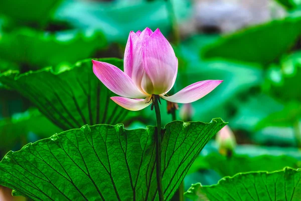 Pink Lotus Blooming Close Lotus Pond Templo Sol Pequim China — Fotografia de Stock