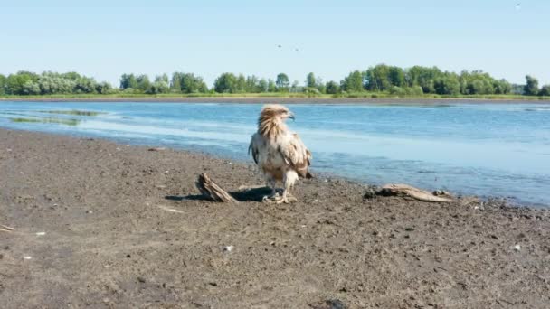 Águila palasa, Haliaeetus leucoryphus, despega en verano sobre el estanque, Europa, Bielorrusia — Vídeo de stock