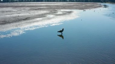 Pallass balık kartalı, Haliaeetus leucoryphus, Avrupa 'nın göletinin ortasında.