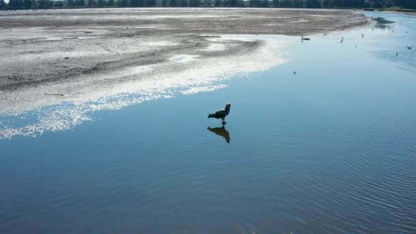 欧洲池塘中央的帕拉斯鱼鹰，Haliaeetus leucoryphus — 图库视频影像