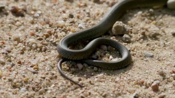 Serpiente de hierba en la arena en el día de verano, Europa — Vídeo de stock