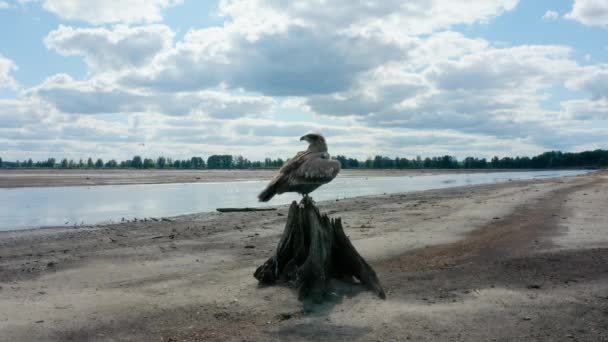 Pallass αετός ψαριών, Haliaeetus leucoryphus, απογειώνεται το καλοκαίρι πάνω από τη λίμνη, την Ευρώπη, τη Λευκορωσία — Αρχείο Βίντεο
