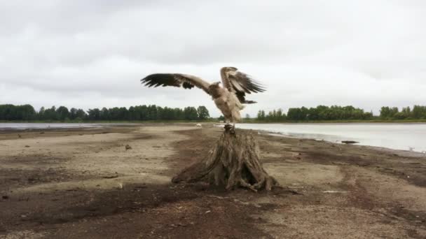 Pallass fish eagle, Haliaeetus leucoryphus, sits on a tree stump in the middle of a pond — Stock Video
