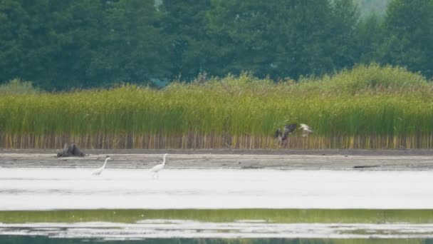 Águia-de-peixe-de-palma luta com Águia-de-cauda-branca, Haliaeetus leucoryphus e albicilla — Vídeo de Stock