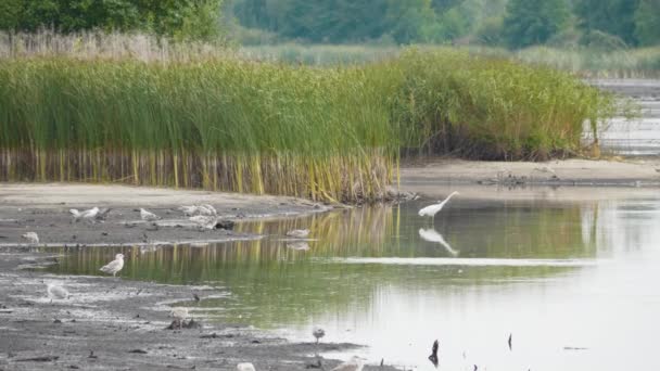 Nagy Egrets, fehér gém a tóban a nyári napon — Stock videók