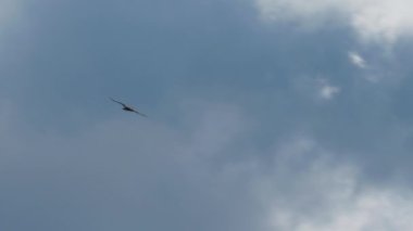 Beyaz kuyruklu kartallar, Haliaeetus albicilla, yaz günü havada uçuyorlar, Avrupa