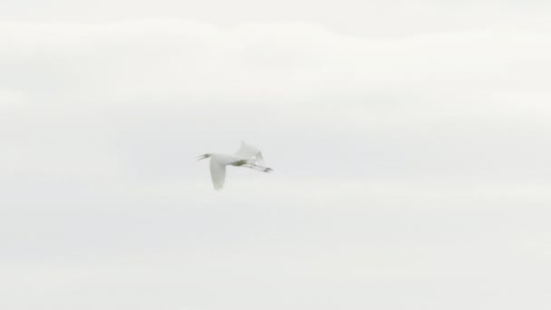 Stora Egret, vit häck flyger i skyn — Stockvideo