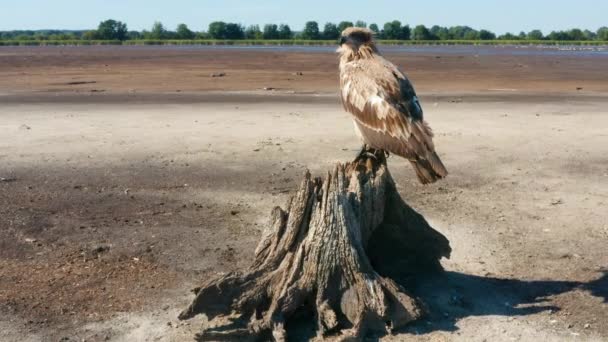 Águila palasa, Haliaeetus leucoryphus, se sienta en un tocón de árbol en medio de un estanque — Vídeo de stock