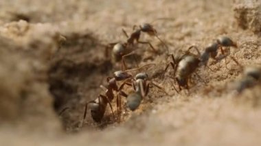 Karıncalar yuvadan çıkar ve onu inşa eder, kum çöpünü çıkarır ve yerde yürür.