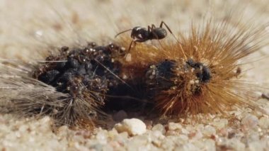 Karıncalar ormanda böceğe saldırır, makro