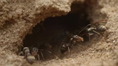 Karıncalar yuvadan çıkar ve onu inşa eder, kum çöpünü çıkarır ve yerde yürür.