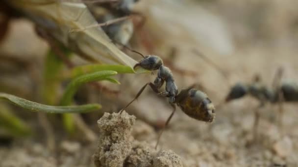 Ameisen greifen Wanze am Boden im Wald an, Makro — Stockvideo