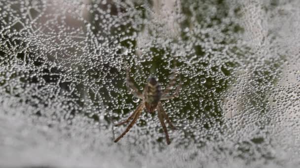 Edderkop på det våde net om morgenen, dråber på edderkoppespind, makro – Stock-video